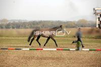 IMG_2515.jpg