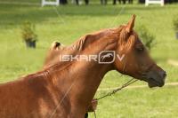 CD0A4019.jpg