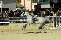 CD0A0245.jpg